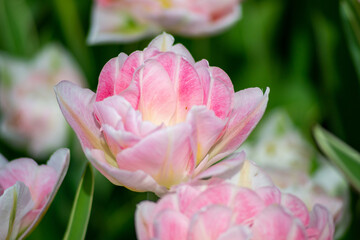 Tulips blooming in the flowerbed