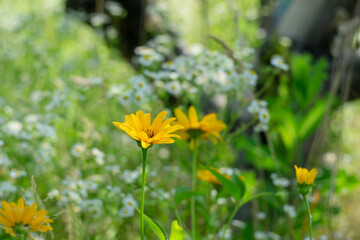 Yellow flowers on a background of white field daisies with bokeh effect on a summer day. Natural summer background.