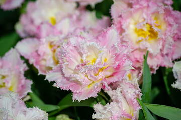 Fringed tulips blooming in spring on a flower bed