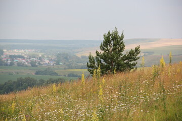 Summer landscape. Russian field. Nature view