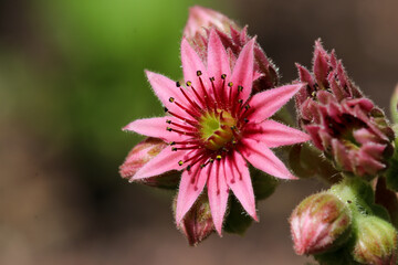 Close-up of blossom of common houseleek, Sempervivum tectorum