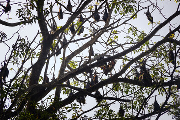 Many Indian flying fox (Pteropus giganteus) hang from tree in semi-deciduous forest during day's...