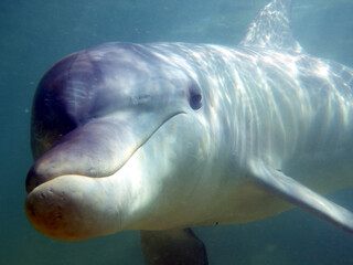 Fototapeta premium Bottle-nose dolphin with a wide smile