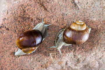 Close-up of two grape snails approaching each other on a red stone.