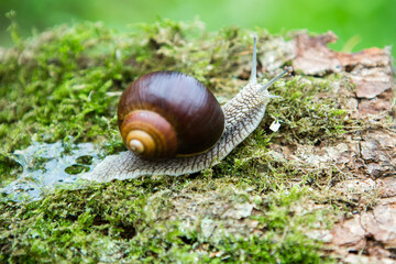 Garden snail on the surface of old stump with moss in a natural environment. Helix pomatia. Macro. Close-up images.