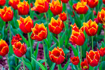 Fototapeta premium Fringed tulips blooming in spring on a flower bed