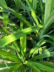 Obraz premium Pandanus amaryllifolius (Indonesian called pandan wangi) with a natural background