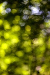 Obraz premium Arrière-plan bokeh forêt feuillage arbre - nature abstrait