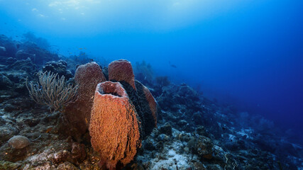 Seascape in turquoise water of coral reef in Caribbean Sea / Curacao with diver, fish, coral and sponge