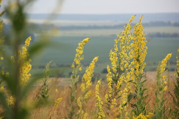 Background of Wildflowers Field Nature