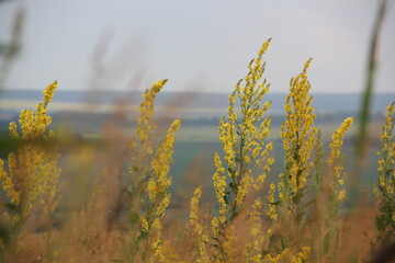 Background of Wildflowers Field Nature