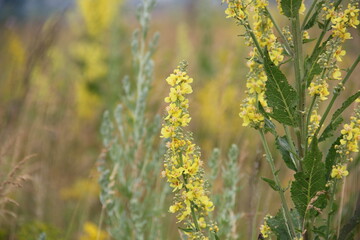 Background of Wildflowers Field Nature