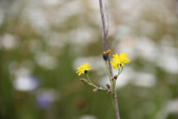 Background of Wildflowers Field Nature