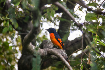 Orange Minivet (Pericrocotus flammeus, male) feeds in thickets of wild grasses and acacia bushes on...