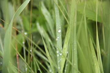 Background of Wildflowers Field Nature