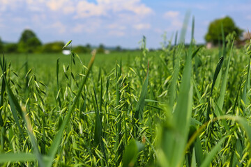 Young green oats on the field in sunlight. Oat field on a background of blue sky and white clouds. Field of young green oats. The concept of a good harvest, agricultural industry.