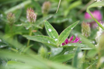 Background of Wildflowers Field Nature