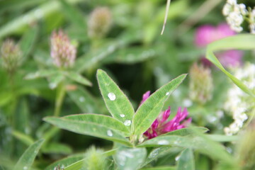 Background of Wildflowers Field Nature