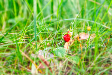 Berry red forest strawberry on a Bush surrounded by greenery selective focus