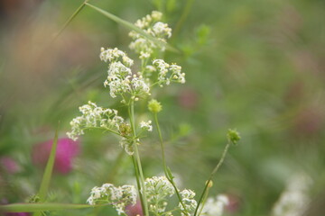 Background of Wildflowers Field Nature