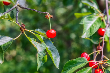 Ripe cherries on a tree surrounded by greenery in summer. selective focus