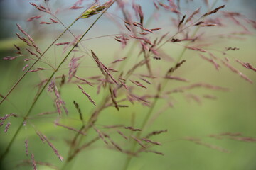 Background of Wildflowers Field Nature