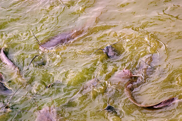 Walking catfish (Clarias batrachus) feed on the surface of very muddy water, oxygen-poor habitats....