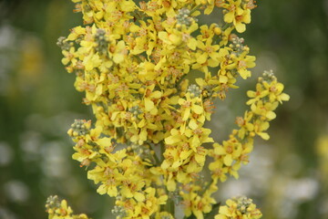 Background of Wildflowers Field Nature