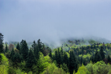 a landscape of the foggy morning forest at carpathian mountains, national park Skolivski beskidy, Lviv region of Western Ukraine