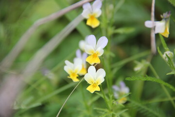 Background of Wildflowers Field Nature