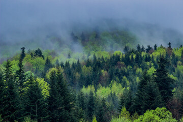 a landscape of the foggy morning forest at carpathian mountains, national park Skolivski beskidy, Lviv region of Western Ukraine