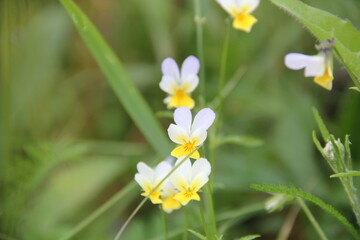 Background of Wildflowers Field Nature