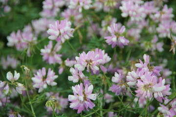 Background of Wildflowers Field Nature