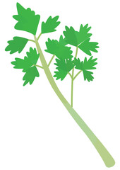 春の七草　セリのイラスト