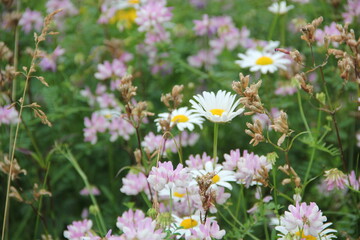 Background of Wildflowers Field Nature