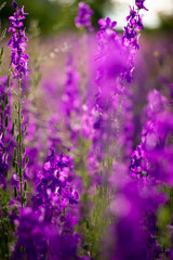 Summer wallpaper. Purple flowers in the garden. Soft focus.