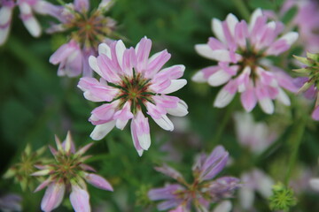 Background of Wildflowers Field Nature