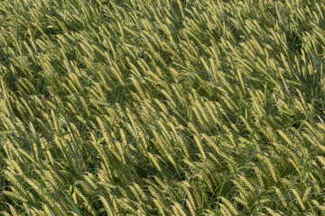 Grüner Weizen auf Feld , Ausschnit