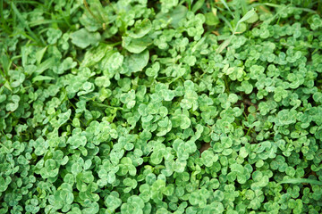 Fototapeta premium 三つ葉のクローバー・一面・背景・緑色