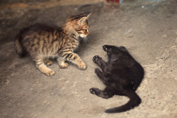 Portrait of fluffy wild cat