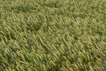 Grüner Weizen auf Feld , Ausschnit