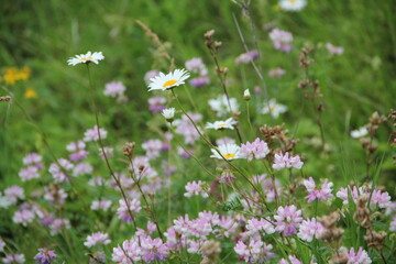 Background of Wildflowers Field Nature