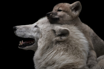 Close-up of a cute Arctic wolf pup (Canis lupus arctos) cuddling on mother's head and isolated on black background  © Thomas Marx