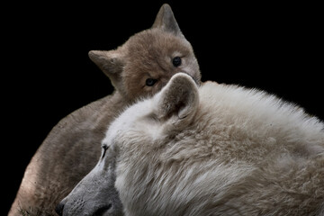Close-up of a shy Arctic wolf cub hiding behind mother's head (Canis lupus arctos) and isolated on a black background