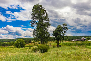 Fototapeta na wymiar Trees against forest, village house and blue sky with white clouds in summer