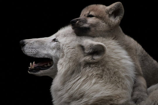 Close-up of a cute Arctic wolf pup (Canis lupus arctos) cuddling on mother's head and isolated on black background	