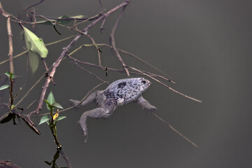 Dead Indian cricket frog (Rana limnocharis) in the pond surrounded by garbage. Death aquatic...