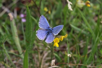 Beautiful blueling butterfly seen in vorarlberg, austria