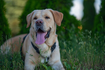 Portrait of a pale-yellow labrador retriever in the woods. Photographed close-up.
