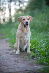 Portrait of a pale-yellow labrador retriever in the woods. Photographed close-up.
